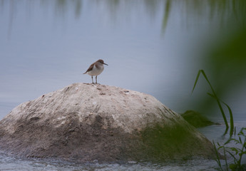 bird
