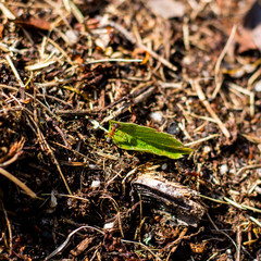 Worker ant on a green leaf