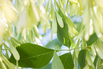 Ash tree seeds and leaves