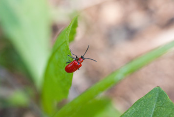 beetle