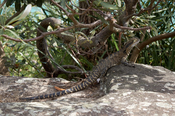 Water dragon having a sunbath