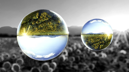 champ tournesol boule de cristal