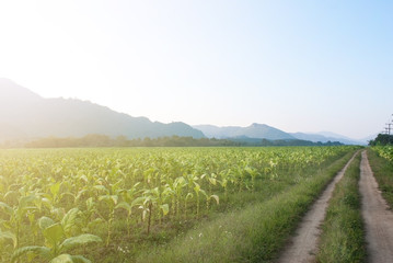 Landscaped acres of tobacco surrounded by mountains and natural sunlight.