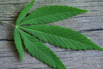 cannabis leaf on old wooden table