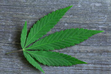 cannabis leaf on old wooden table