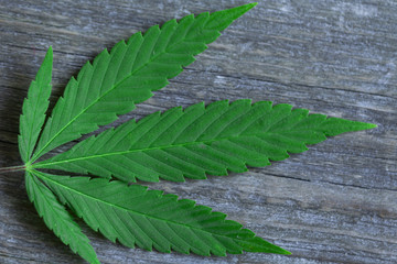 cannabis leaf on old wooden table