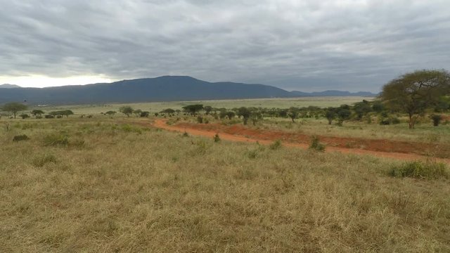 green savanna in kenya