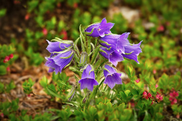 Mountain purple flowers, springtime floral theme