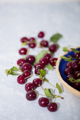 Close up of pile of ripe cherries with stalks and leaves on light grey background