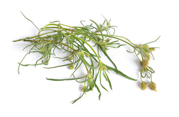 La llanten de arena or Plantago arenaria isolated.