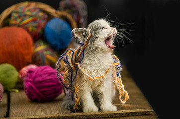 Portrait of cute grey pretty kitten. Funny kitten and knitting