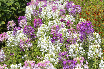 Obraz premium Spinnenblume (Cleome Spinosa) im Beet