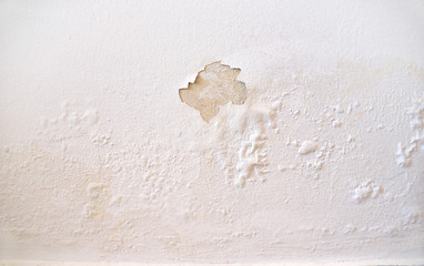 wet wall white