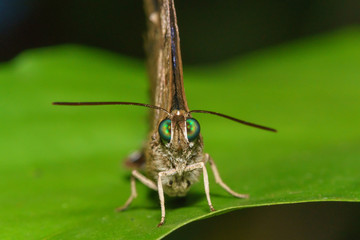 Macro Close up Butterfly