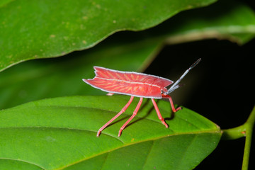 Tessaratoma papillosa Longan stink bug on green leaf
