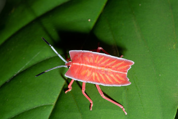 Tessaratoma papillosa Longan stink bug on green leaf