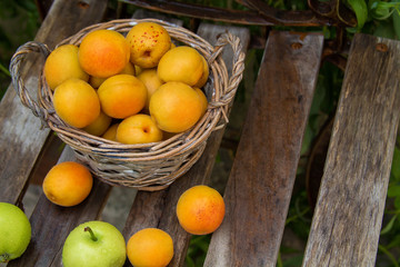 fresh ripe apricots, lie on paper and folded in a basket
