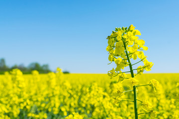 Rapeseed (Brassica napus), rape, oilseed rape field.  Bright-yellow flower Brassica napus close up....