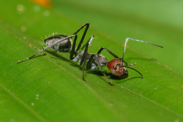Macro Close up Black ant on green leaf.