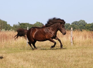 beautiful dark iceland horse is running on a paddock in the sunshine