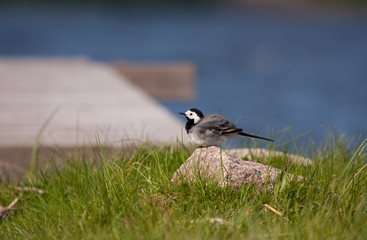 gray bird
