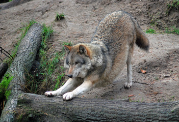 Streckender Wolf