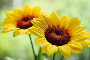 Obraz premium artificial yellow flowers on the window closeup
