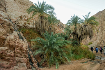 Obraz na płótnie Canvas Green palm trees in the desert