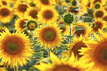 Field of sunflowers, summertime agricultural background, selective focus