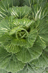 close up of cabbage with dew drop in the morning