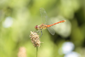 Libellule orange
