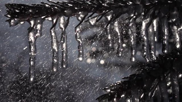 Glittering frozen icicles on fir branches under the heavy rain in super slow motion. Epic vivid scene of wet forest with sparkling water droplets.
