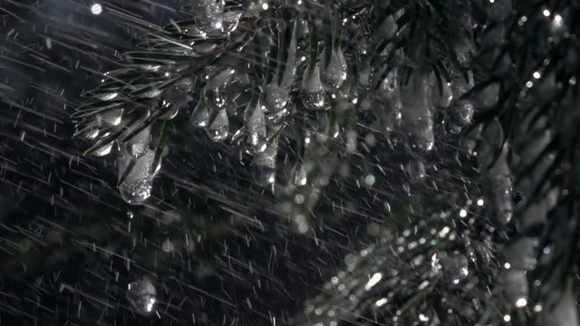 Closeup shot of fir branches under the heavy rain against dark conifer background in extreme slow motion. Big droplets rolling down from glittering frozen icicles.
