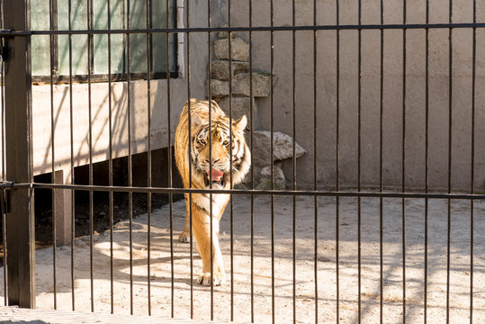 Fototapeta Tiger in captivity in a zoo behind bars. Power and aggression in the cage.