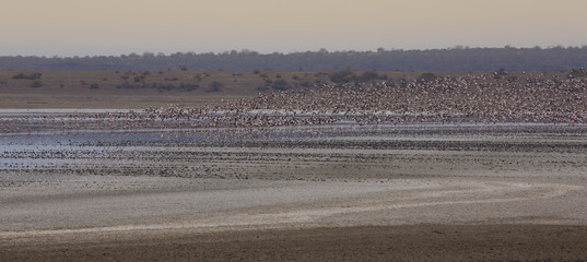 Salt Lake Flamingoes 2