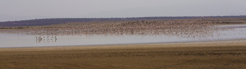 Salt Lake Flamingoes 1