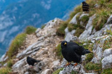 Alpine Jackdaws on a mountain slope, Slovenia