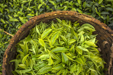 Tea Harvesting Kenya