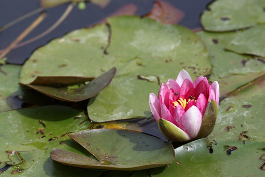N&eacute;nuphar