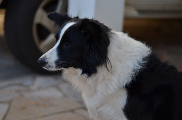 Border Collie