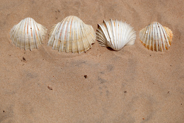 many white bright cockle shells background on a bright sand in Africa