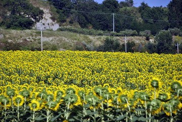 yellow sunflowers field in summer from the back