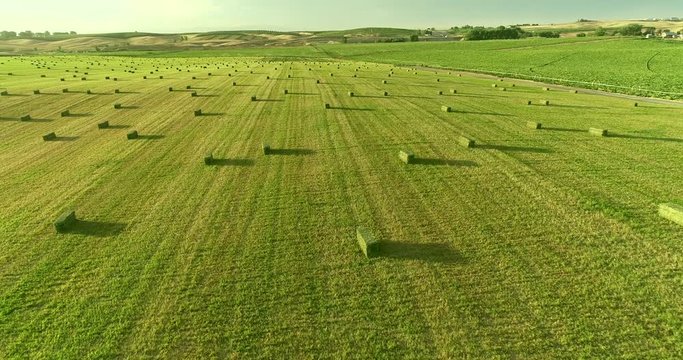 Alfalfa Field with Small Square Bales at Dusk