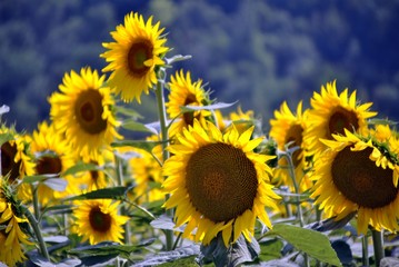 yellow sunflowers field in summer