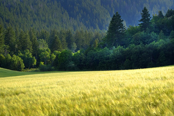 Pine Forest in Wilderness Mountains with Grain Field Farming