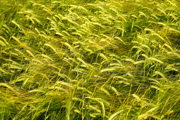 Grain Field Wheat Growth Growing Green Farming Agricultural