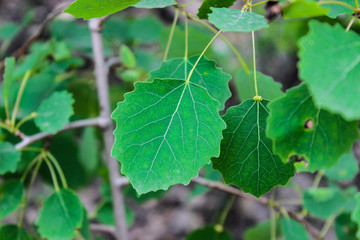 Green leaves aspen