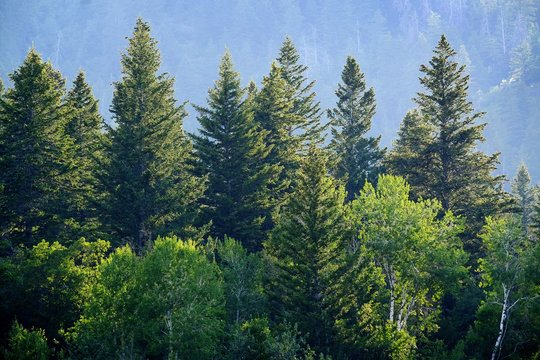 Pine Forest in Wilderness Mountains