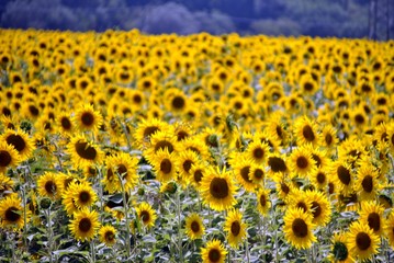 yellow sunflowers field in summer