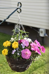 Colourful hanging basket of fresh flowers